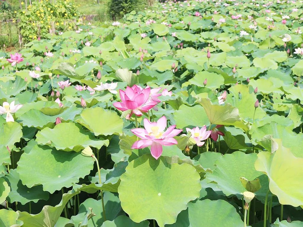 不負(fù)韶華不負(fù)景，海福祥最美賞花行